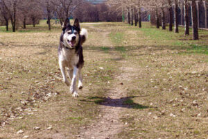 Husky running away