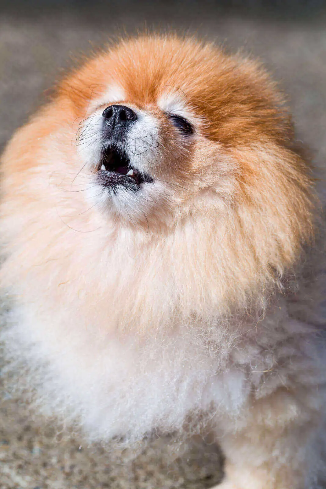 puppy howling