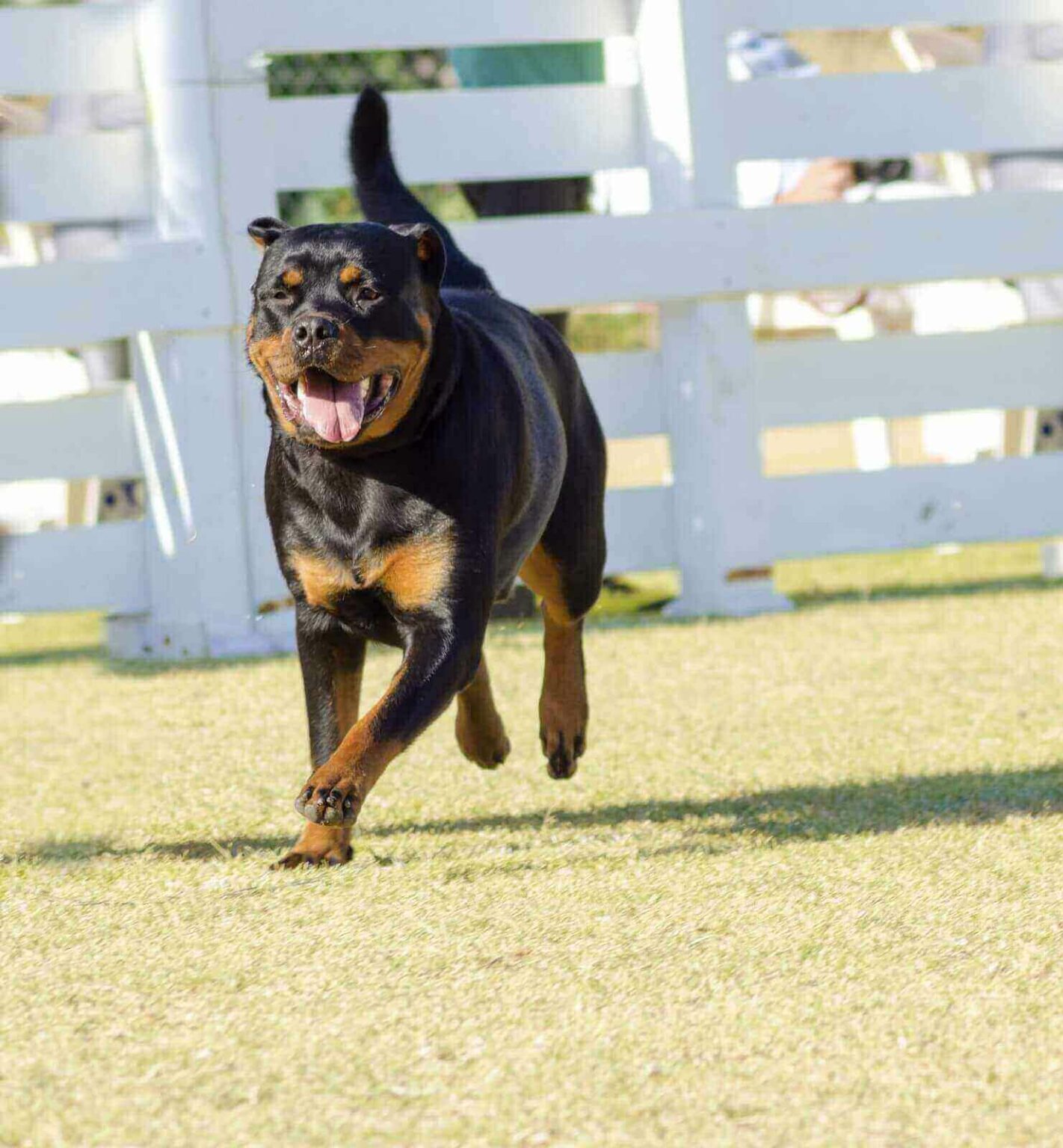 Rottweiler Growth Chart