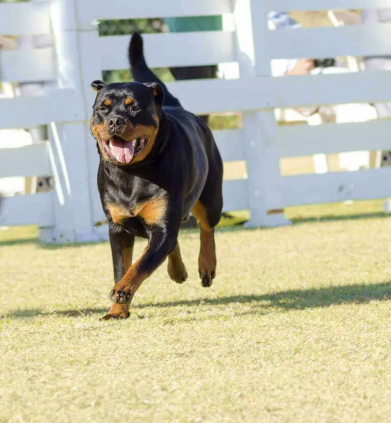 Rottweiler Growth Chart 9 Cool Full Grown Rottweiler Facts