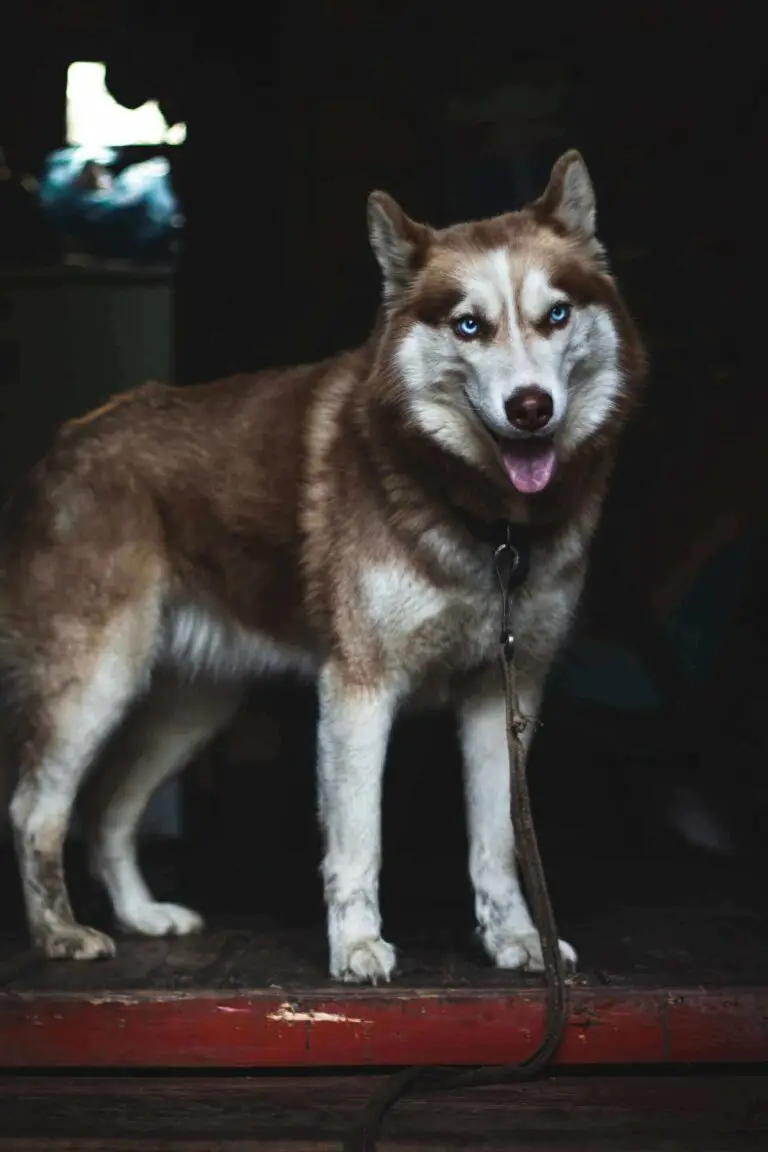 White Rottsky Rottweiler Husky Mix Rottsky Breed : 15 Important Facts