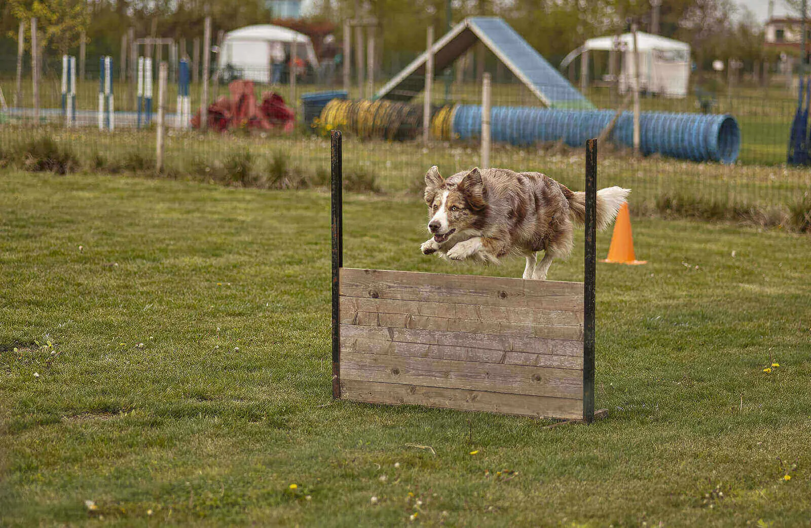 specialized dog training