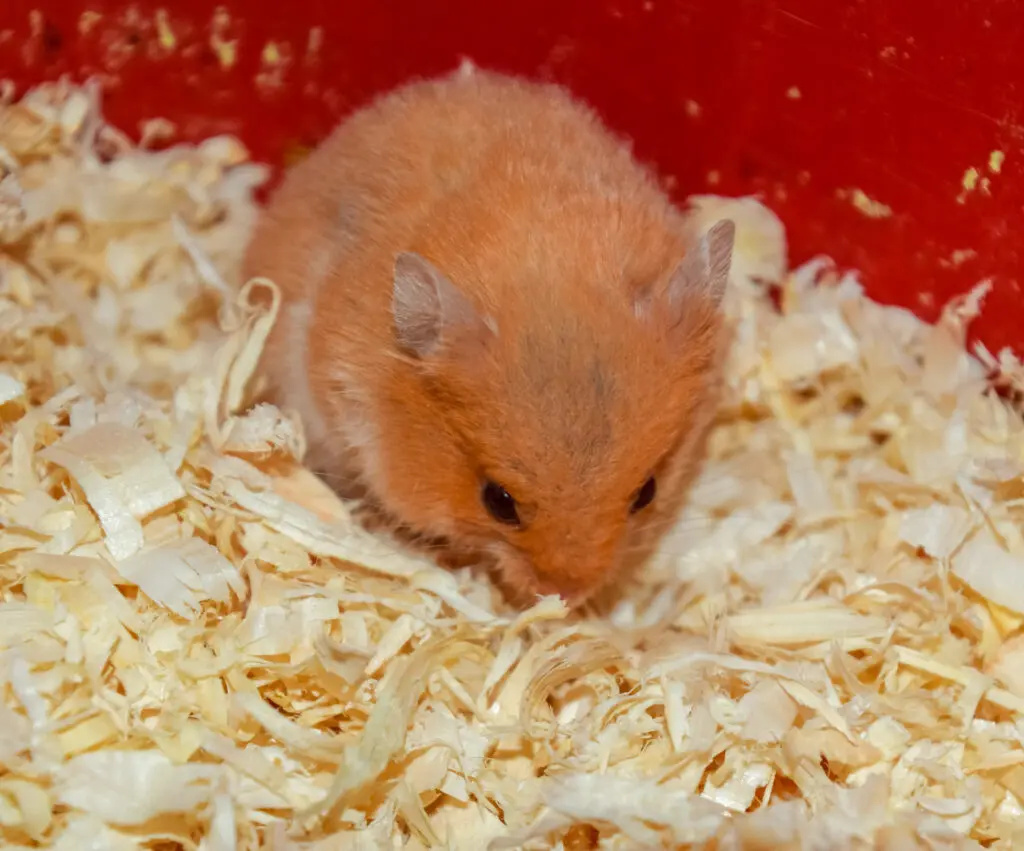 Can hamsters eat bananas