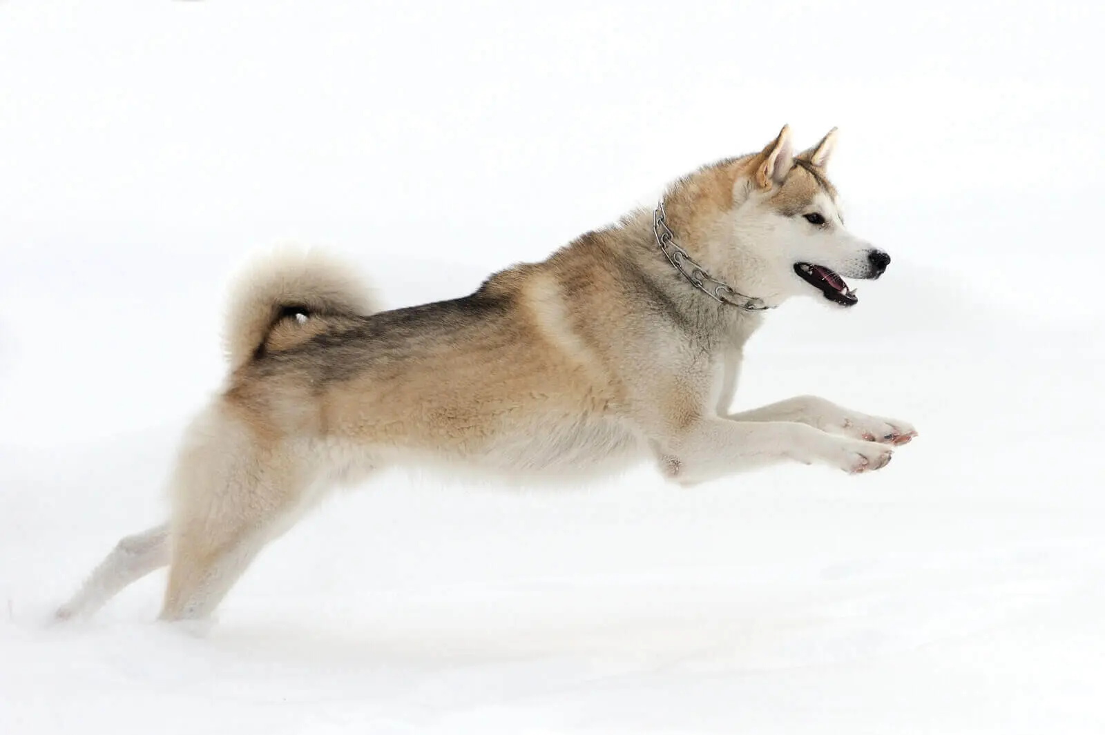 Can Huskies Stay Outside in the Cold? 7 Interesting Facts Can Huskies Stay Outside In The Cold