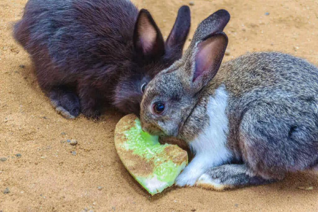 Can rabbits eat cucumbers