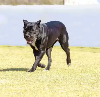 Cane Corso Colors Cute Pictures Alert All 12 Cool Colors