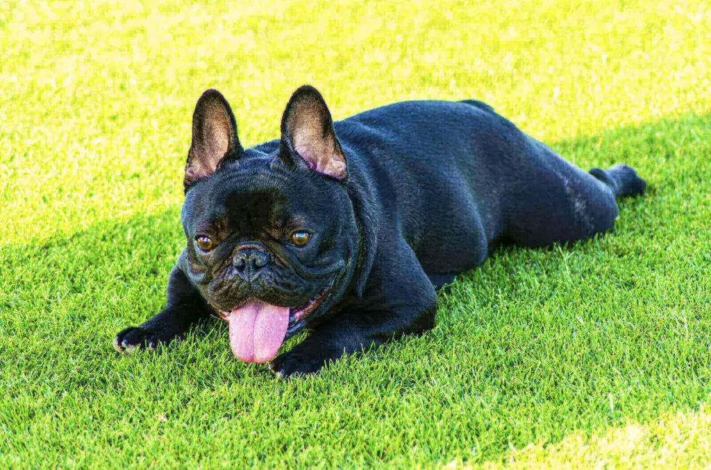 French bulldog colors black