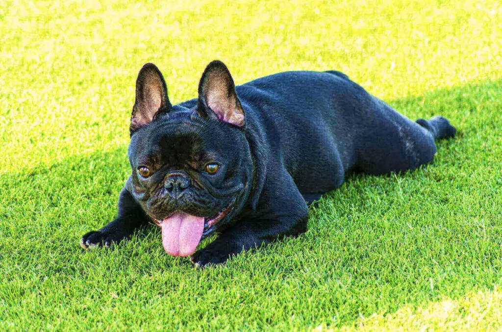 French bulldog colors black