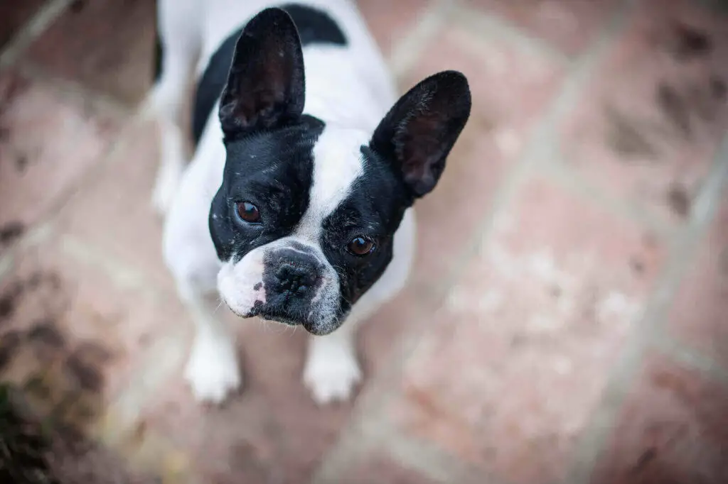French bulldog colors black and white