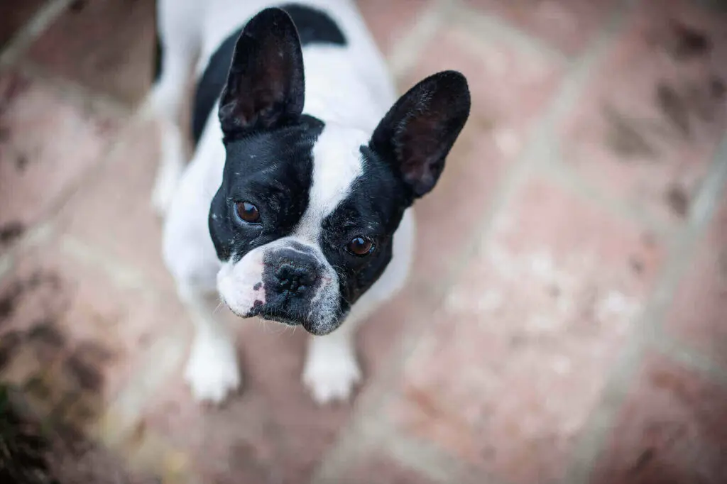 French bulldog colors black and white