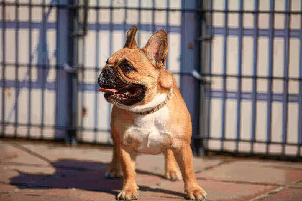 French bulldog colors brown