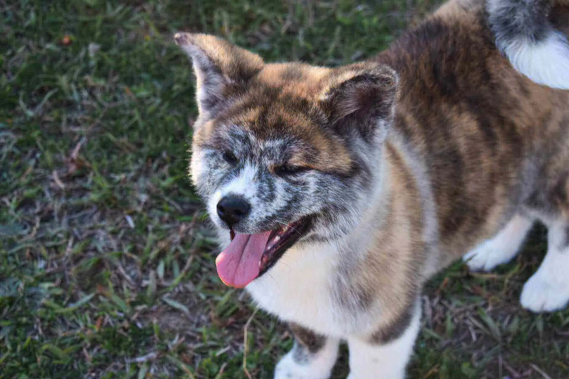 Husky akita mix