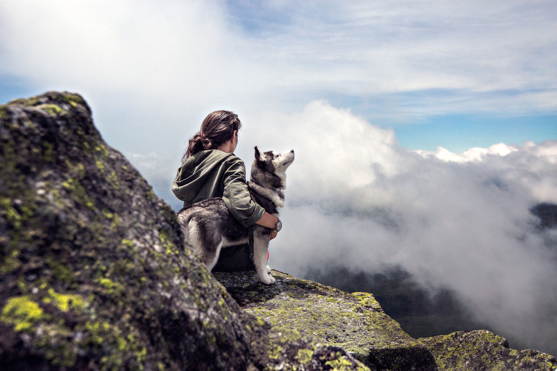 Husky Price: How Much Is A Husky? Clear 20 US States Cost Husky price