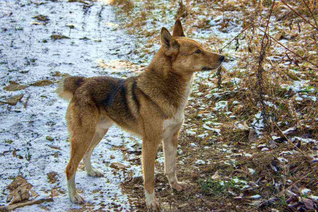 Red husky