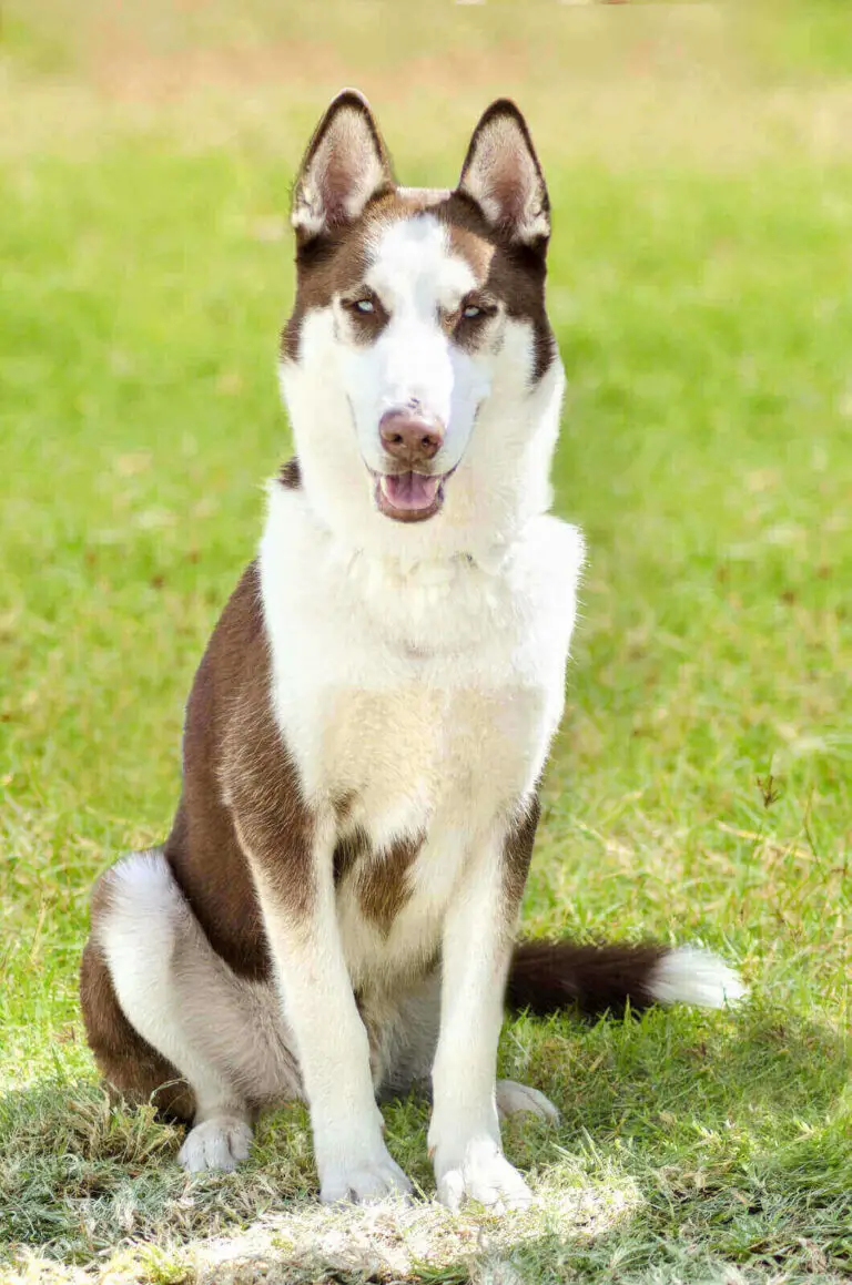 Shaved Husky Can You Shave A Husky? 7 Menacing Grooming Side Effects