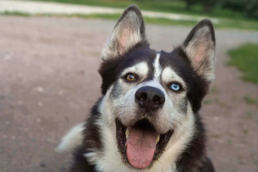 When do husky ears stand up