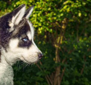 Why is my husky so small - husky size weight height