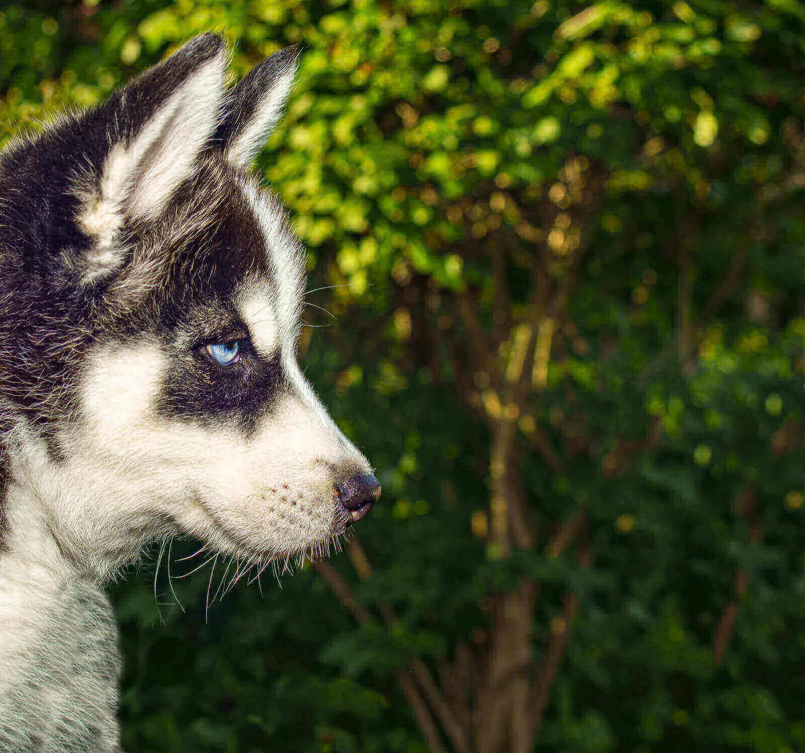 Why Is My Husky So Small? 5 Cool Tips To Get Husky Grow Fast