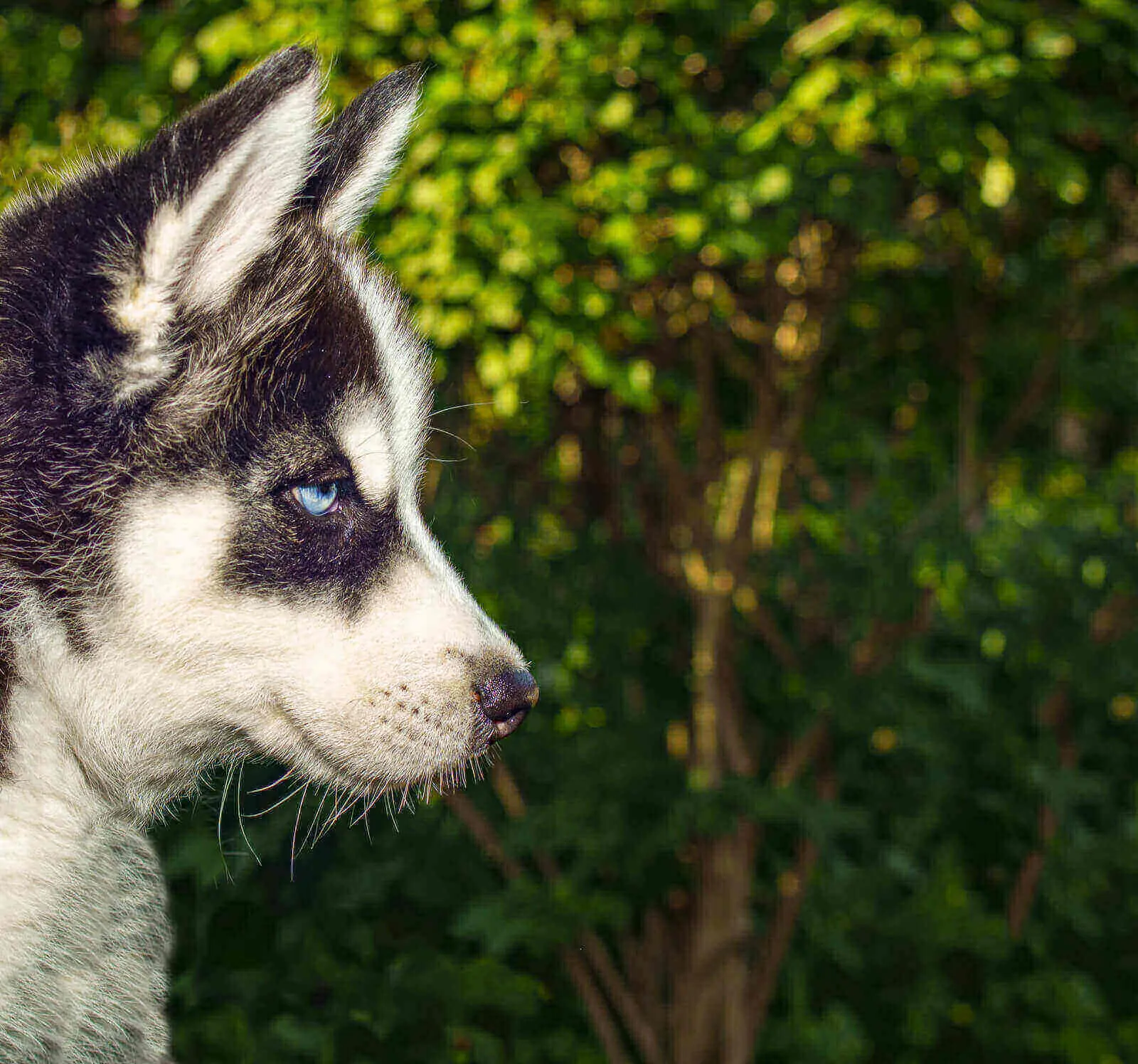 Why Is My Husky So Small? 5 Cool Tips To Get Husky Grow Fast Why is my Husky so small - Husky Size Weight Height
