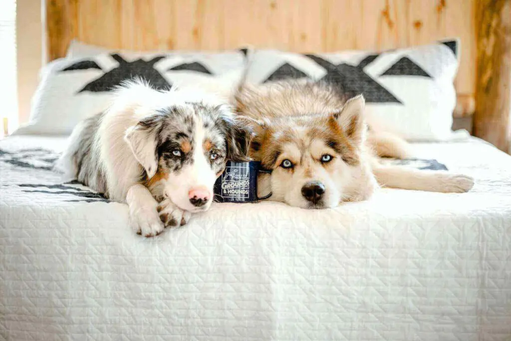 Aussie husky
