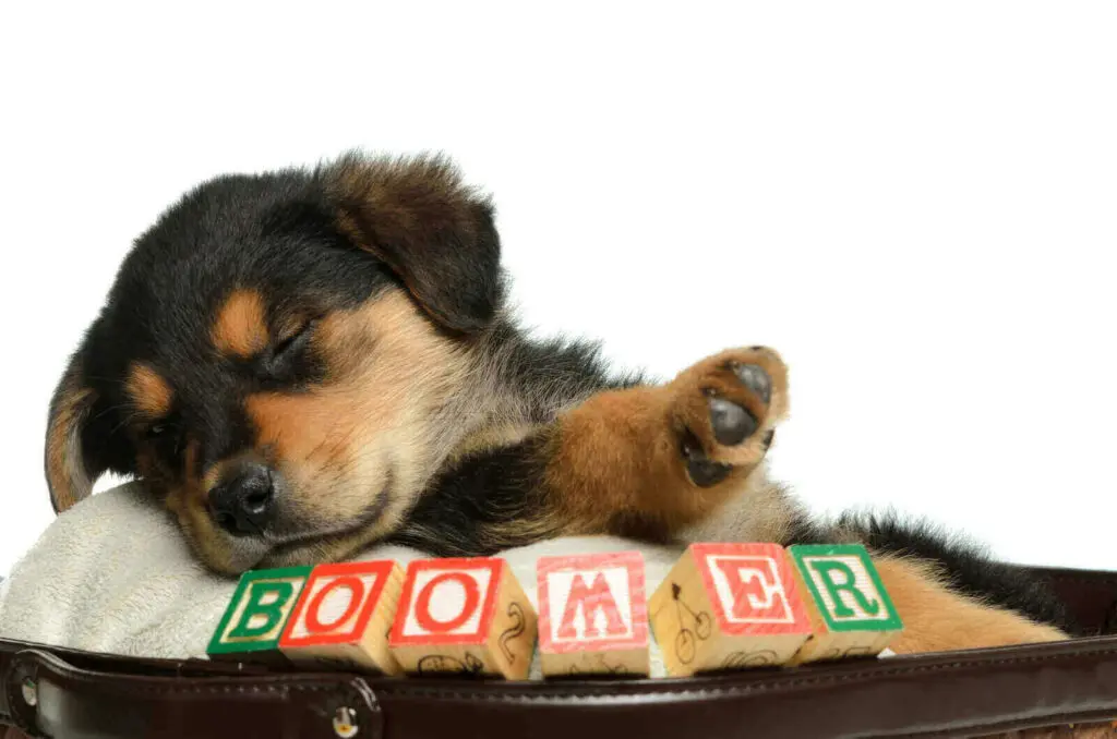 Badass dog names