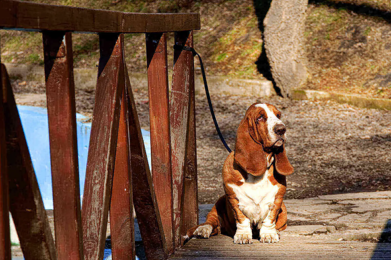 basset hound colors