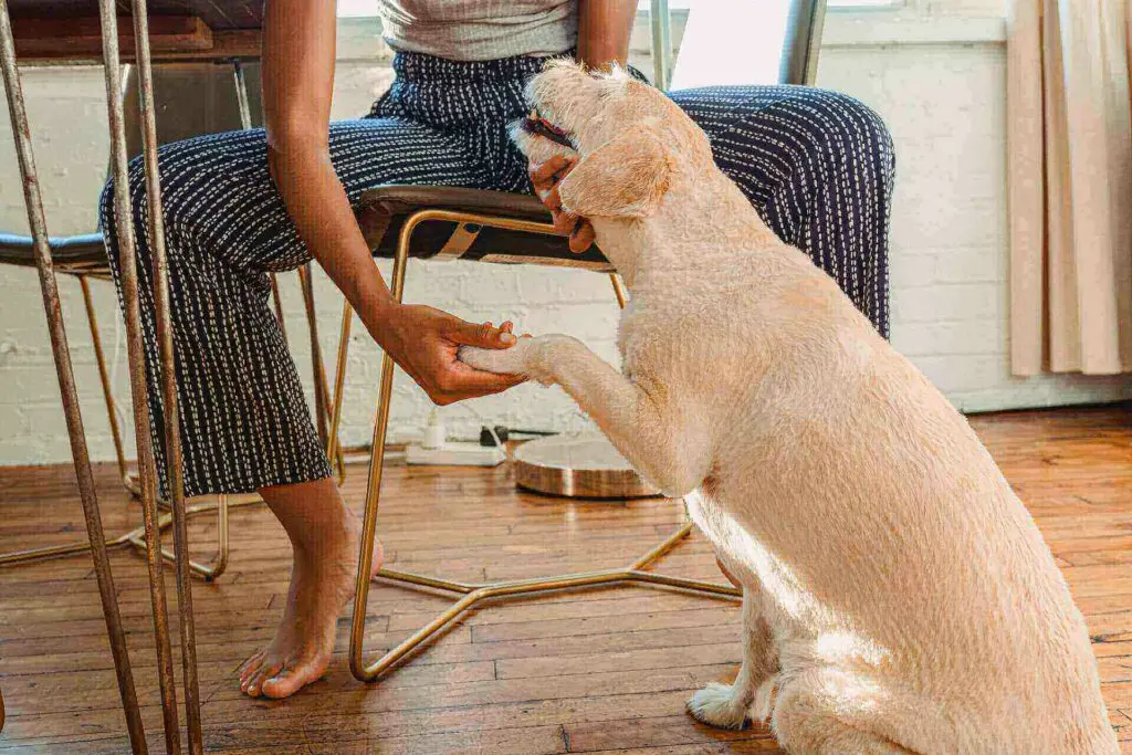 Large apartment dogs