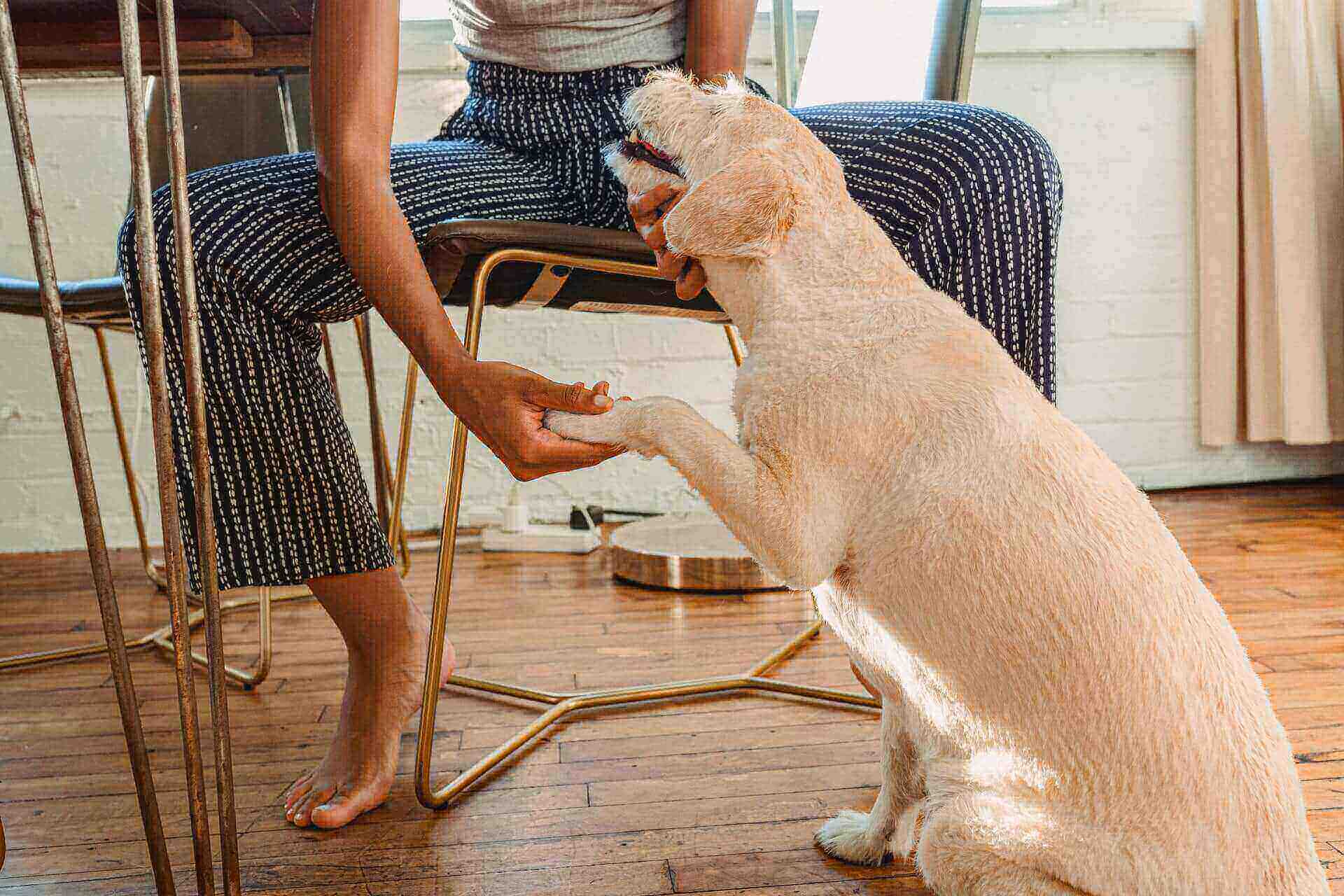 10 Cool Large Apartment Dogs To Pet large apartment dogs