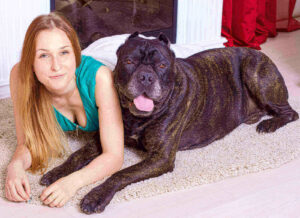 Cane corso colors coat
