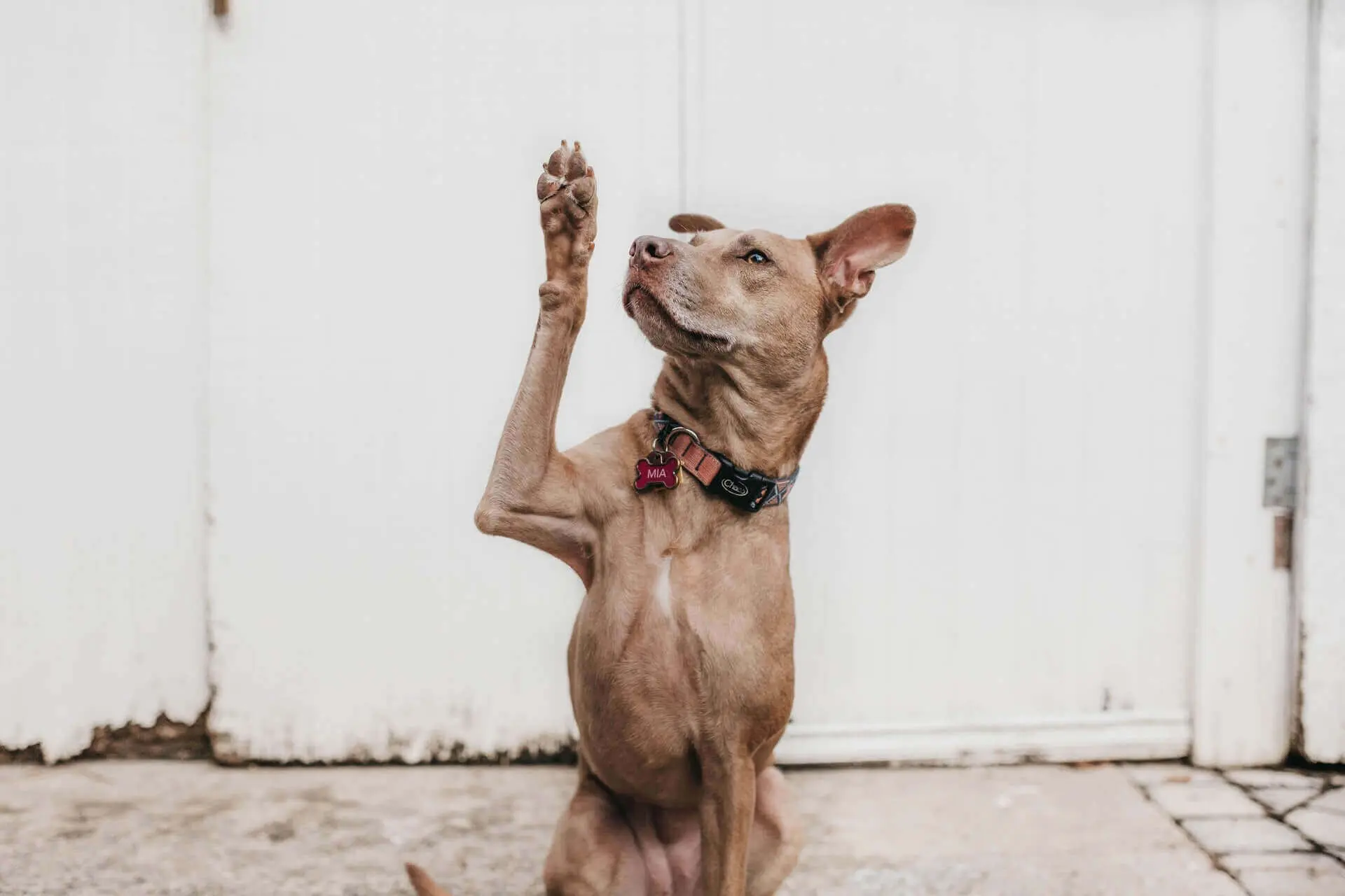 clean dogs paws