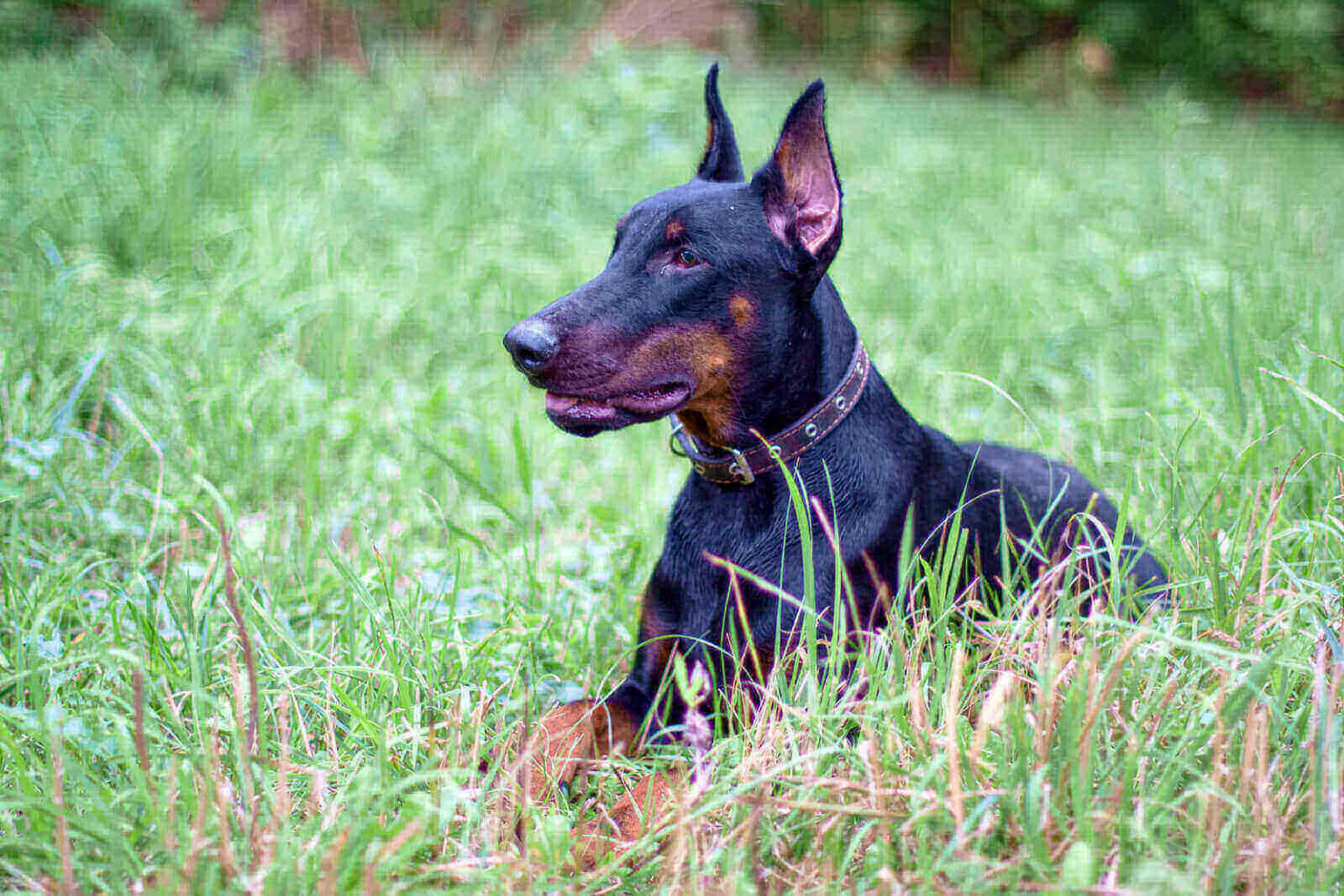 Doberman Colors Chart : 11 Unique Color Coats, Cute Pictures