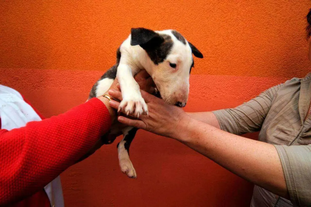 Dog love bites