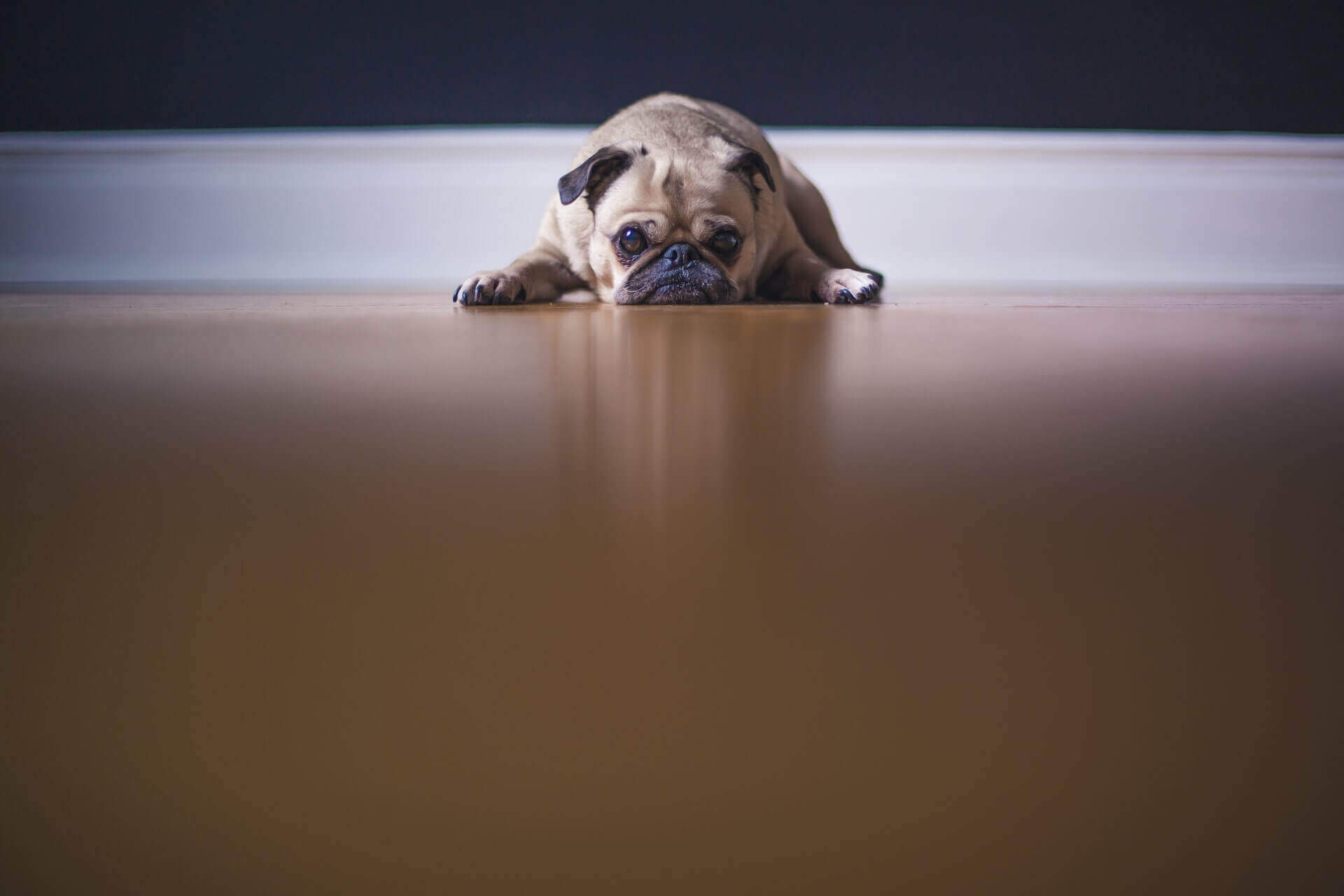 Dogs With Down Syndrome: 3 Clear Ways To Care For Dog