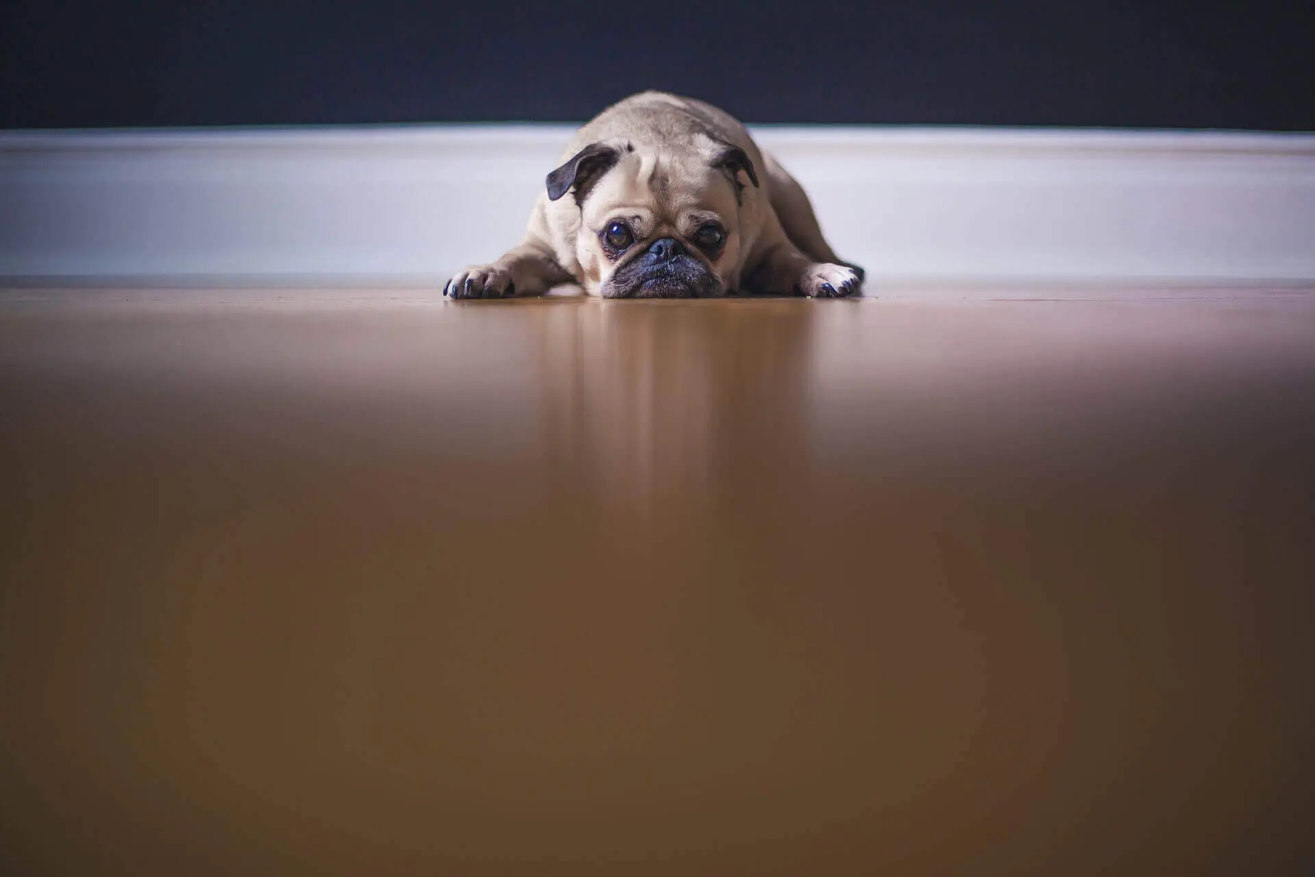 dogs with down syndrome