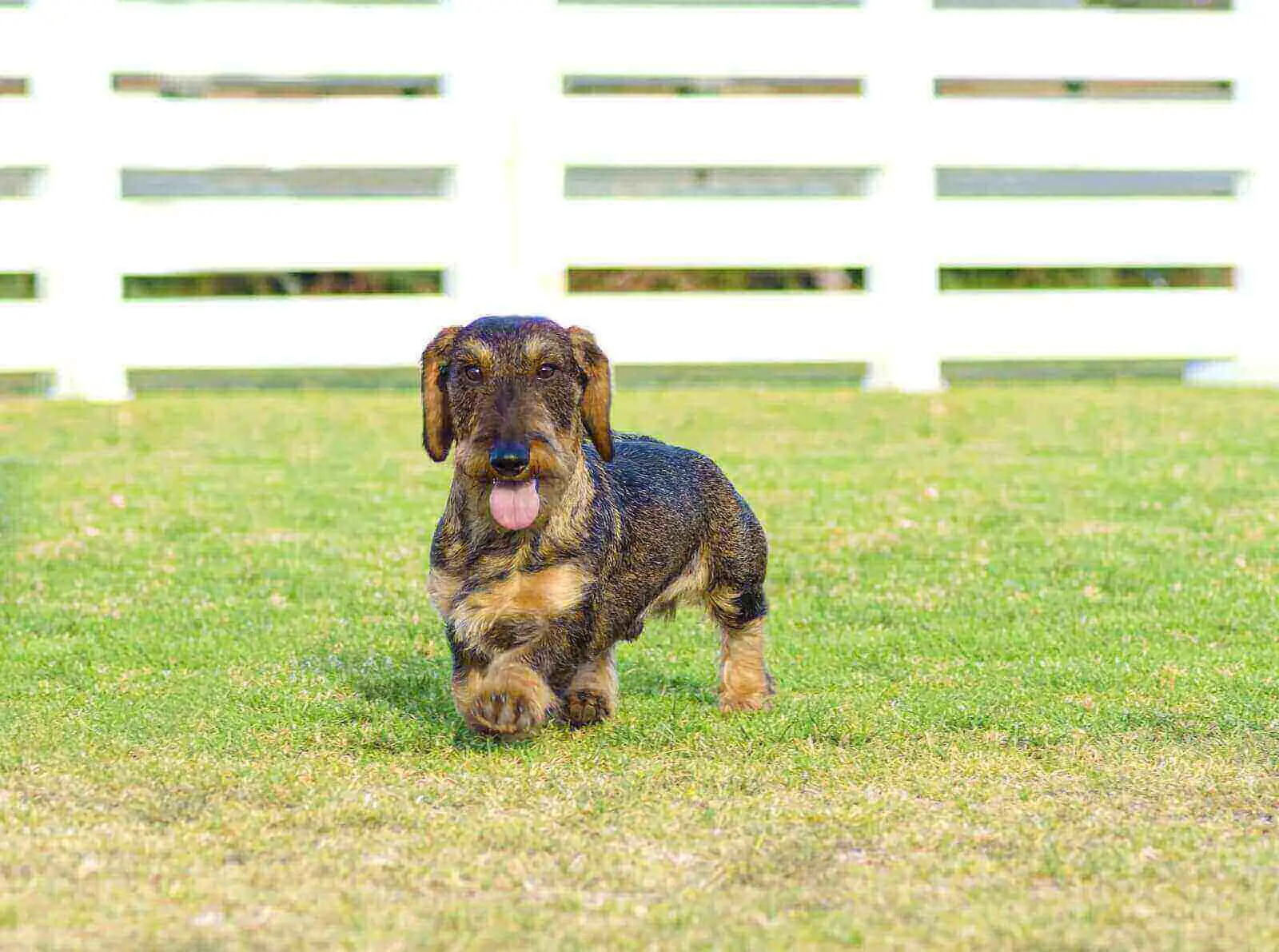 doxen dachshund doxie