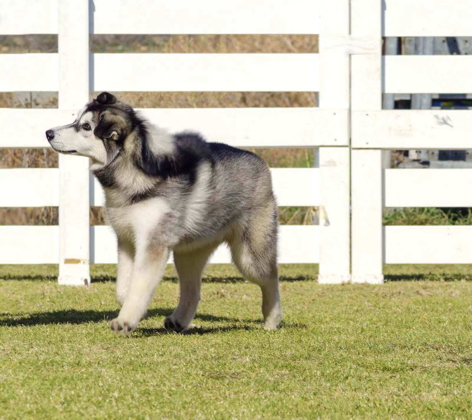 Fluffy Husky : Why Your Husky Isn't Fluffy And 5 Solid Tips fluffy husky