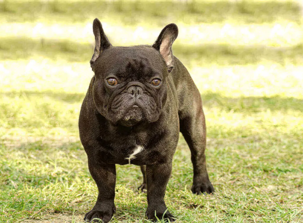 French bulldog colors
