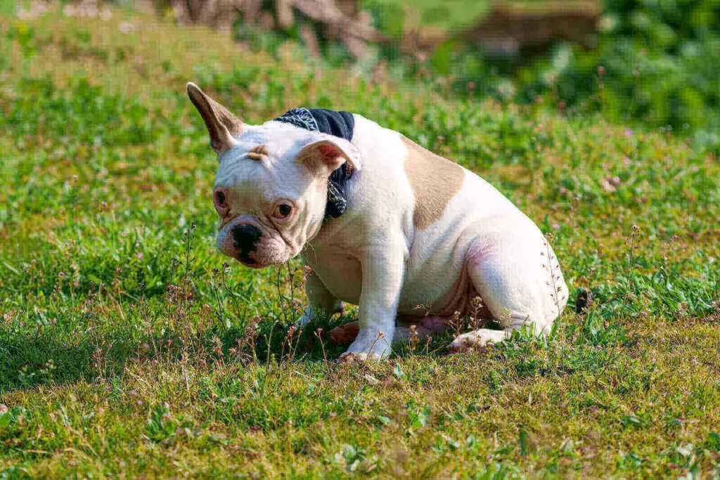 French bulldog colors cream