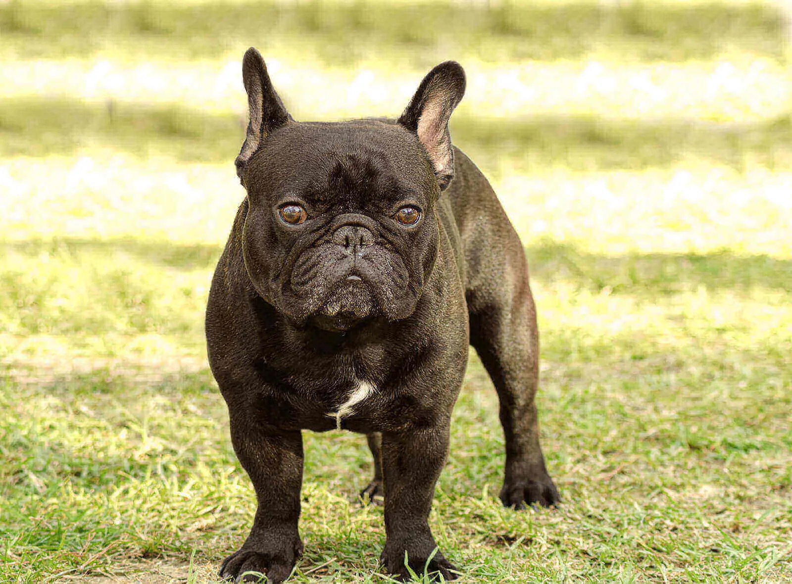 french bulldog colors