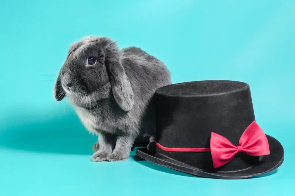 Holland lop lifespan