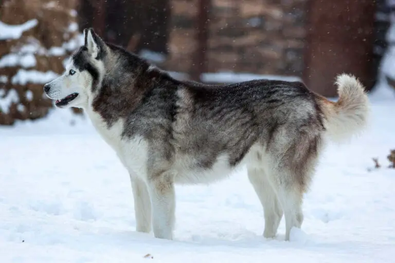 How Big Do Huskies Get? Male And Female Husky 4 Size Guide