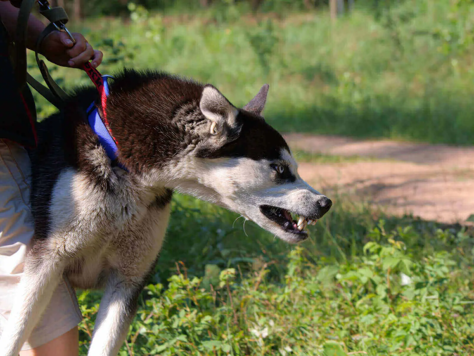 Husky Barking : 9 Creative Ways To Stop Husky Barking husky barking