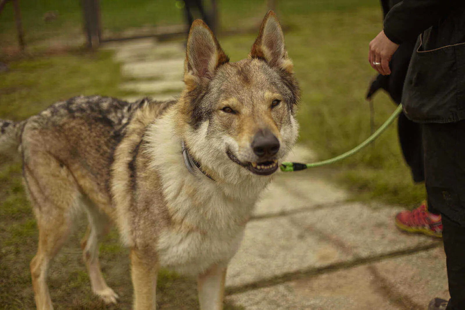 husky vs wolf