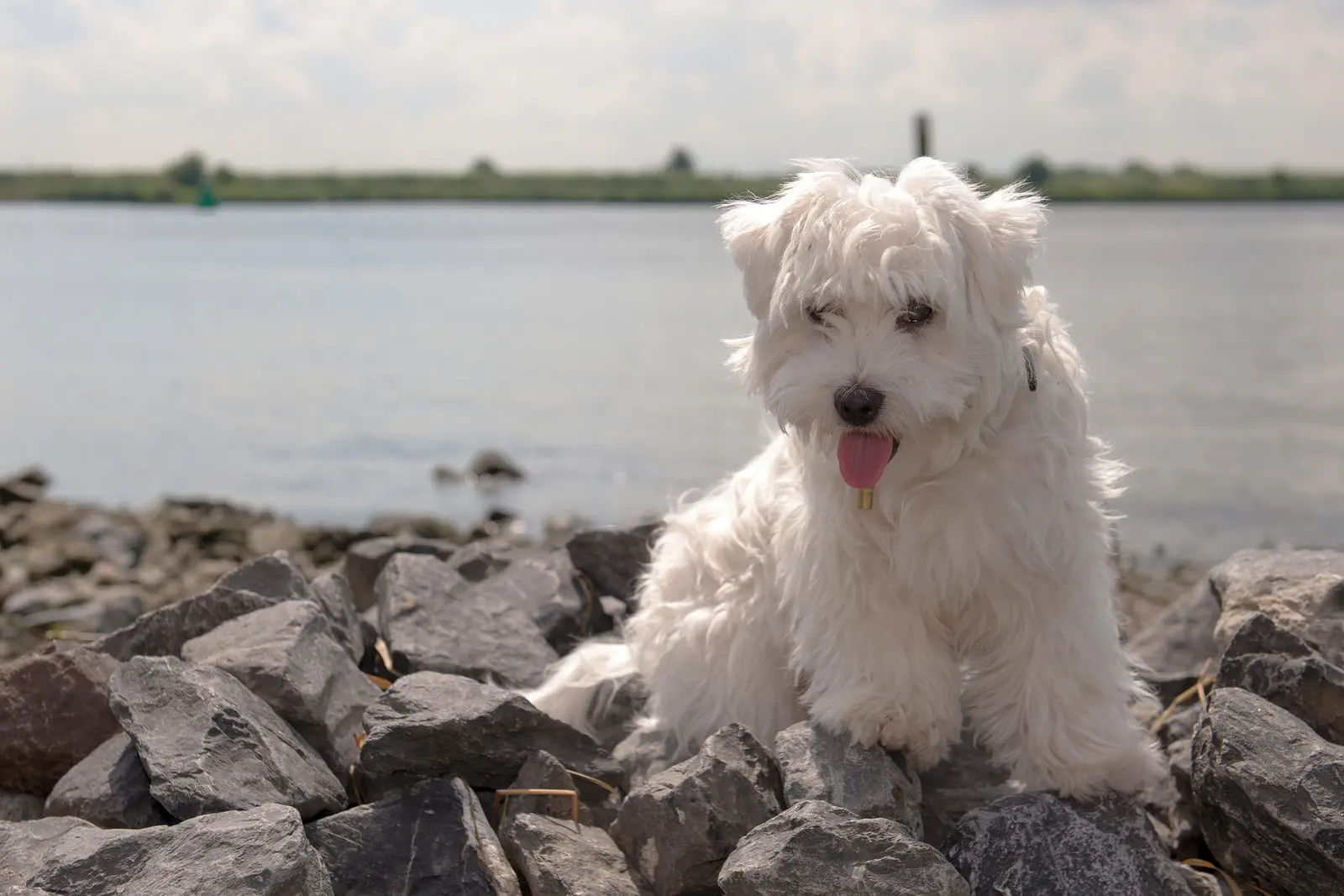 maltese lifespan