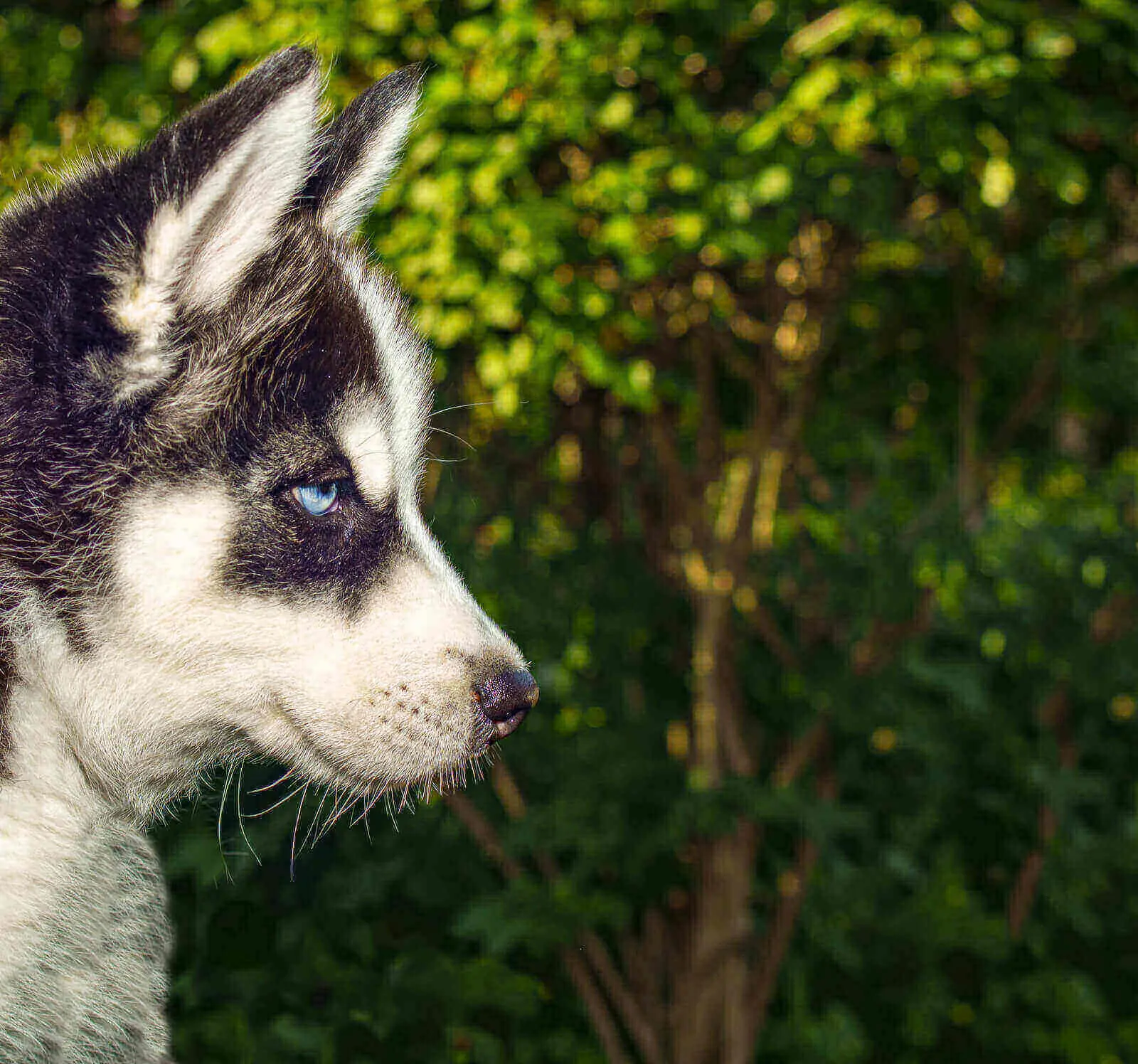 mini husky