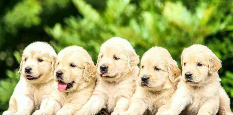 Runt Of The Litter Puppy : 15 Cool Runt Characteristics