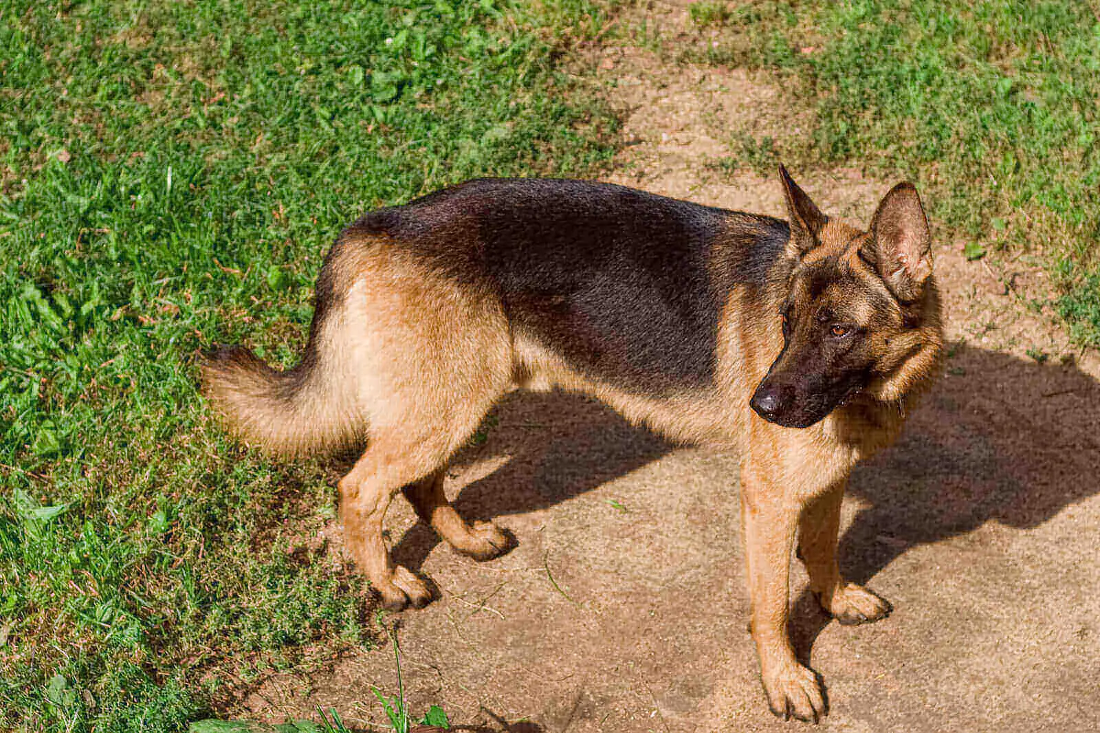 straight back german shepherd
