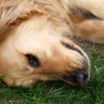 Why Is My Golden Retriever Sad? 6 Legitimate Reasons Why is my Golden Retriever sad