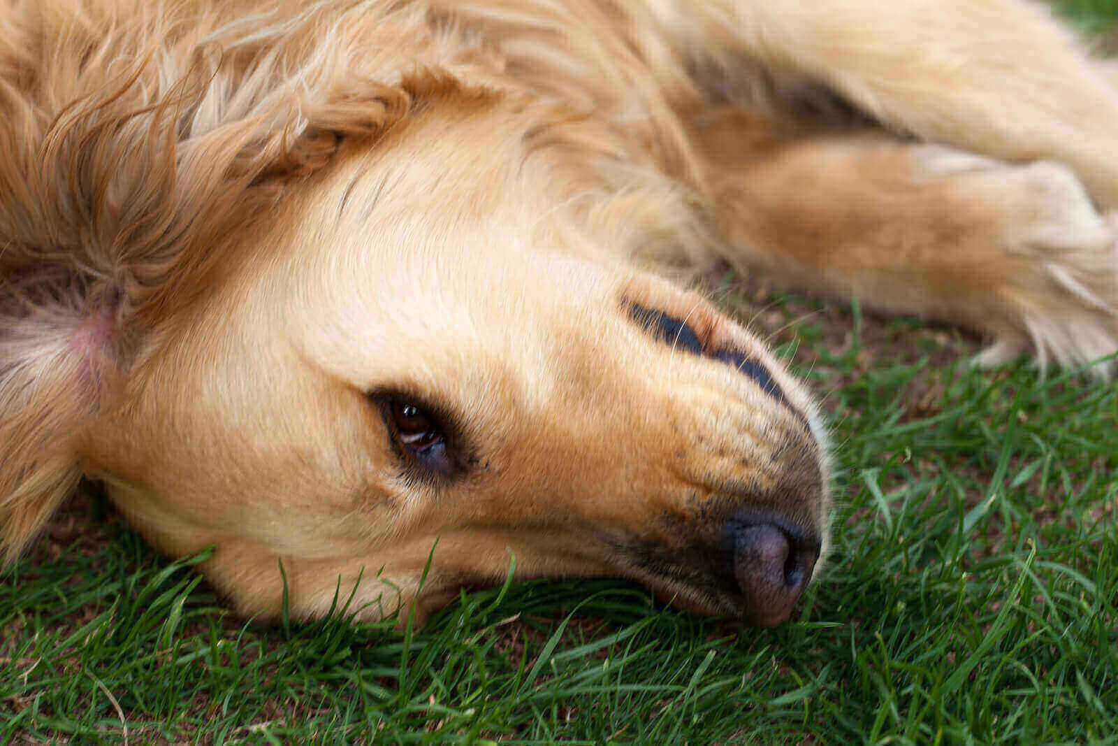 Why Is My Golden Retriever Sad 6 Legitimate Reasons 2022