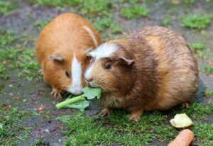 Can guinea pigs eat strawberries